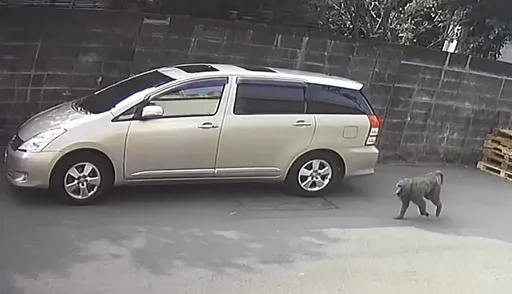 東非狒狒桃園趴趴走 搜尋圍捕ing!疑外縣市棄養或越界逃入