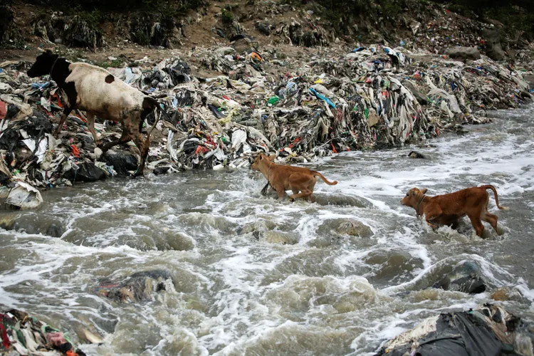牲畜依舊依賴這條河。路透社