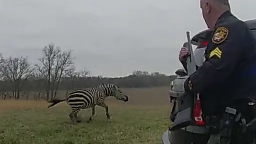 公斑馬「保護妻妾」攻擊飼主　農場主倒地求援：牠把我的手臂扯斷了