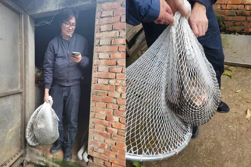 東非狒狒被逮身亡！醫師憶「河馬阿河」嘆：這是一個什麼樣的國度