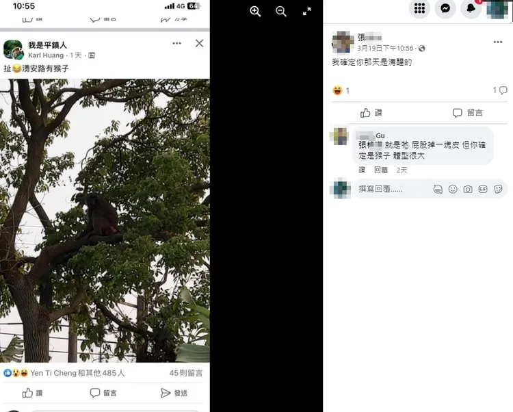 有網友分享也有人看到這個狒狒的身影，這讓男子一眼就認出，就是自己兩星期前看到的那隻。引自臉書