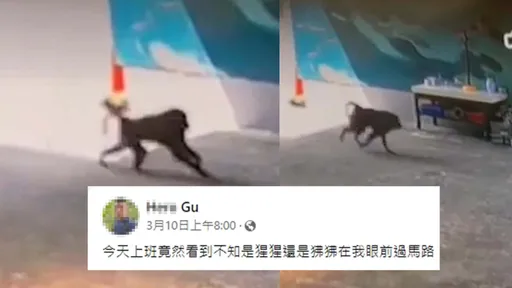 目擊證人第一位是他!2週前見「狒狒逛大街」 說出來被狂噓:酒沒醒?