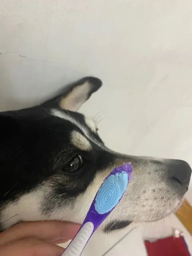 原PO的牙刷被愛犬咬爛，才得買新的。翻攝自論壇Dcard