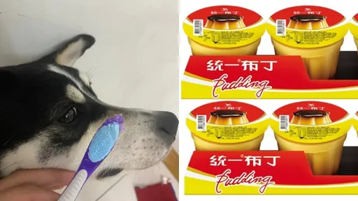 男猛嗑6顆布丁出事了!女友怒轟他劈腿 3女大生實測笑瘋全網