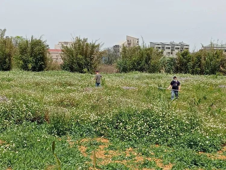 農業局派員搜捕。桃園市府農業局提供