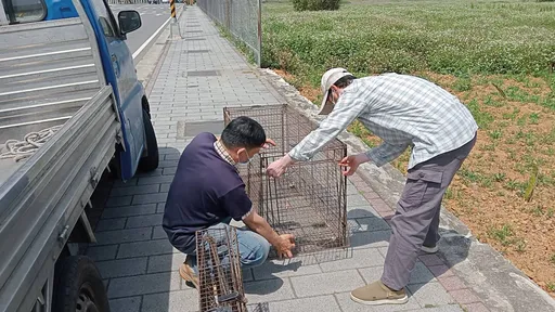 桃園趴趴走的牠證實是「東非狒狒」 農業局出動夜間熱成像儀器搜捕