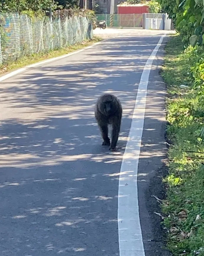 狒狒流竄桃園南區。翻攝畫面