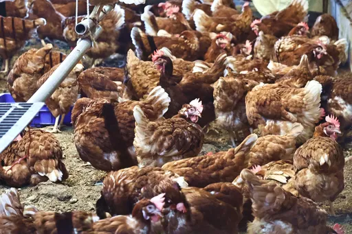 彰化H5N1禽流感再增1例 190隻肉鴨遭撲殺