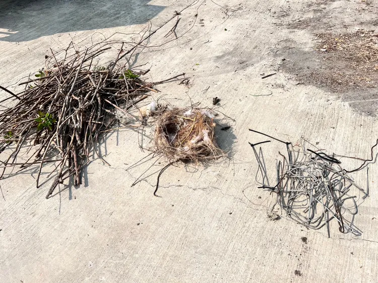 台電台南區處移除電力設備上的鳥巢。台電提供