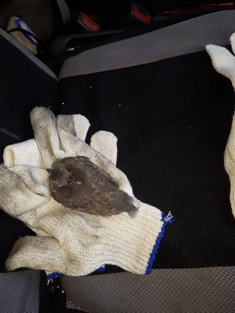 台電人員發現斑鳩幼鳥掉落巢外，帶回照顧後野放。台電提供