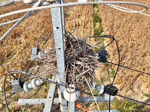 裝這二樣防鳥兒來觸電 台電台南區處摘鳥巢還代顧雛鳥