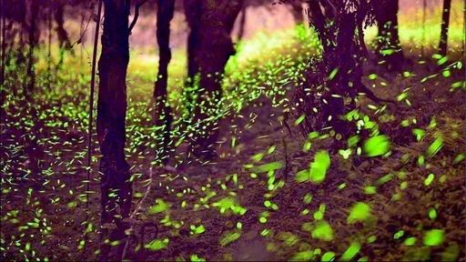 好美!漫天火金姑飛舞 高雄那瑪夏賞螢季開跑