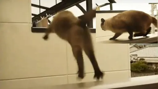 喵星人靜悄悄　第19秒那一動瞬間嚇壞人