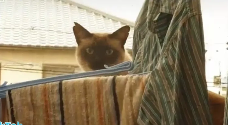 你看不見偶，妳看不到偶~TikTok：@mumuyi0927 提供