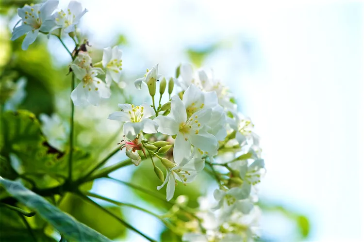 圖為秧悦美地度假酒店附近的油桐花。業者提供