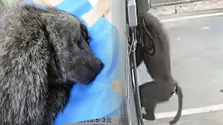 東非狒狒在圍捕過程中被開槍打死，引起各界討論。圖右林務局提供圖左引自我是富岡人