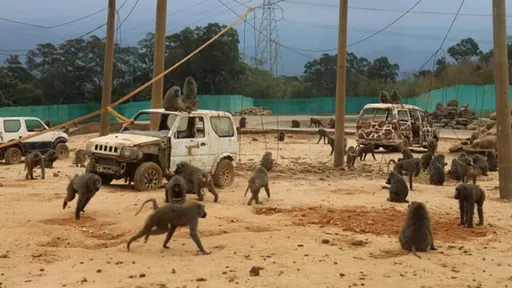 關西被爆狒狒亂竄「老人以為大獼猴」　當地人說話了！曝六福村私下這樣做