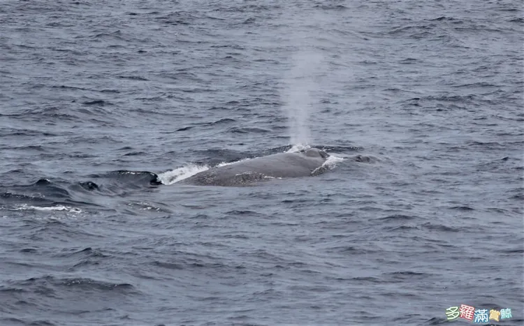 海洋文學家廖鴻基19日領航，發現大翅鯨母子令人驚喜。多羅滿賞鯨公司提供