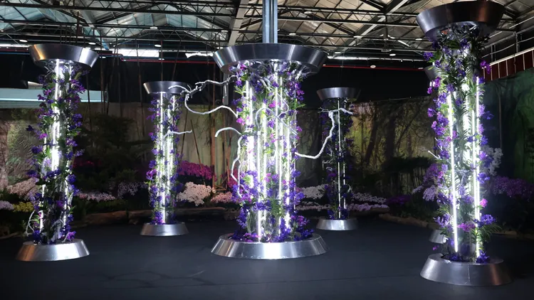 光管蘭花充滿聲光效果。王志弘攝