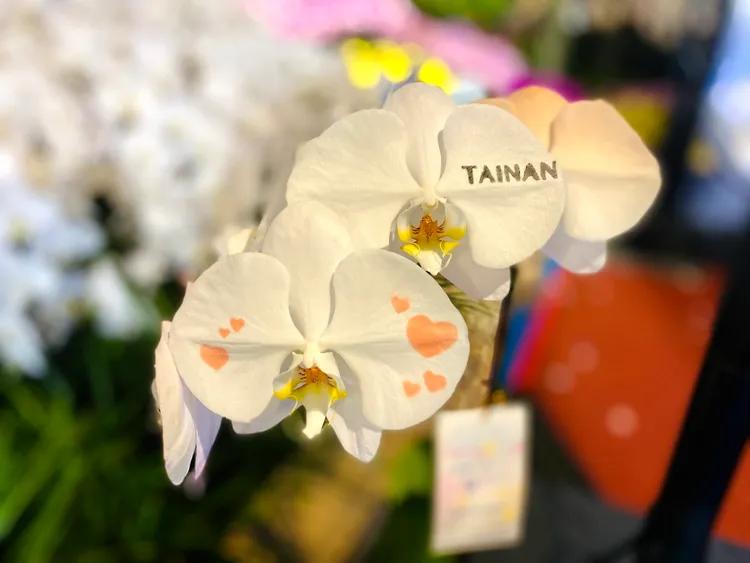 蘭花上噴染愛心與Tainan字樣。王志弘攝