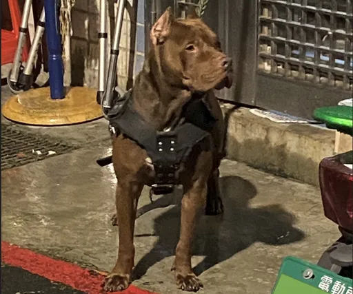 饲主疏纵比特犬乱咬曾被罚 又忘「1件事」再吞7.5万罚单
