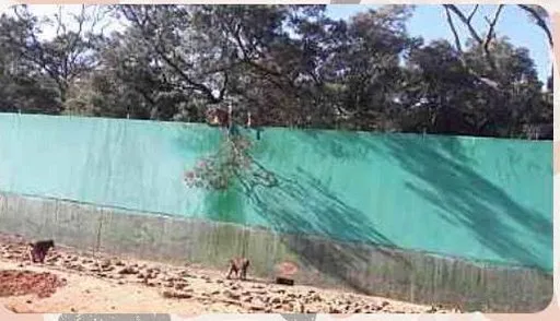 批六福村說謊!員工內部對話截圖曝狒狒脫逃黑歷史 因這原因不只150隻