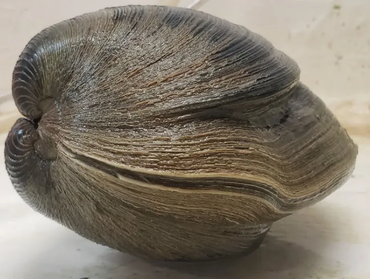 這顆高齡蚌殼精高壽214歲，重達1.18公斤。翻攝Facebook/Gulf Specimen Marine Lab