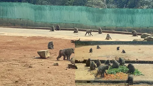 網友說有家教是真的! 六福村狒狒進食後「果皮排排放」