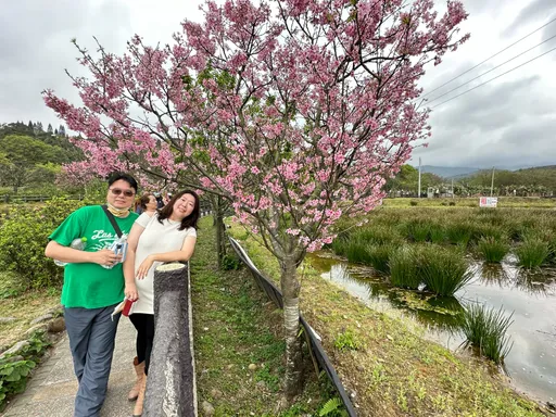 好有出國FU!日式鳥居+絕美櫻花樹 三芝櫻花季周末登場