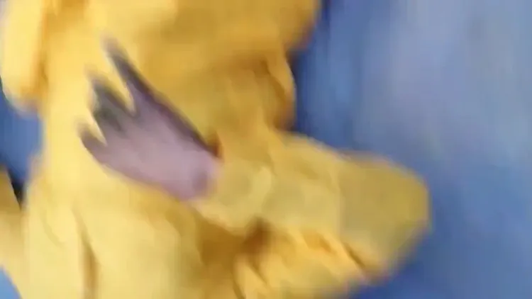 男學生中彈倒地。翻攝自推特