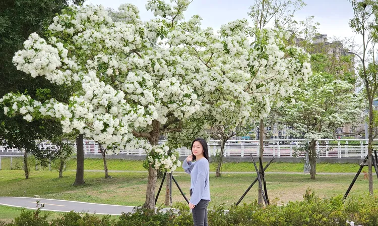 民眾駐足於盛開的流蘇花樹下拍照留念。高灘處提供