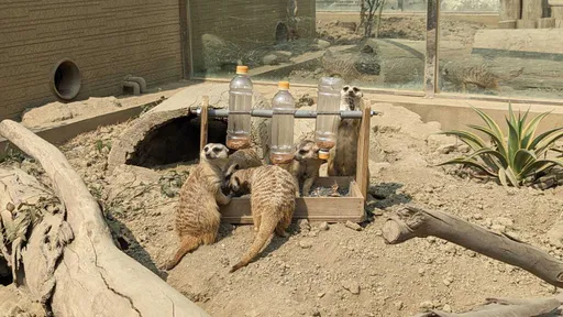 《頑皮世界》「童樂會」!連假門票5折起 還有機會近距離接觸這萌動物