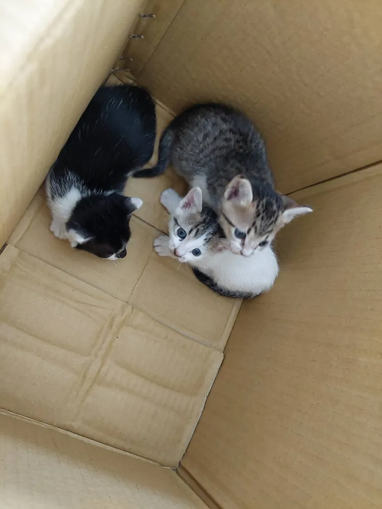 警消在車底殼內發現3隻小貓。新北市消防局提供