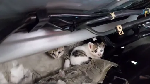 開車北上300公里頻聞防盜器響 竟是車底這3隻喵喵叫!駕駛驚:還好小貓平安無事