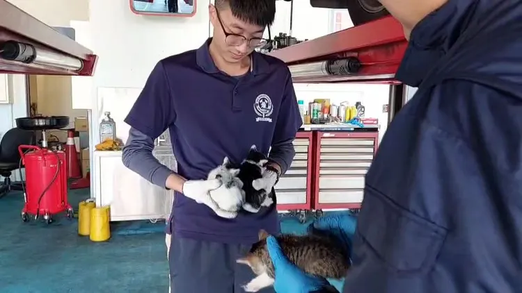 警消救出藏在車底的3隻小貓。新北市消防局提供