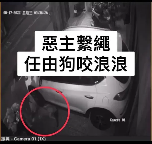 放任比特犬撕咬流浪貓!害破肚斷脊慘死 飼主慘了