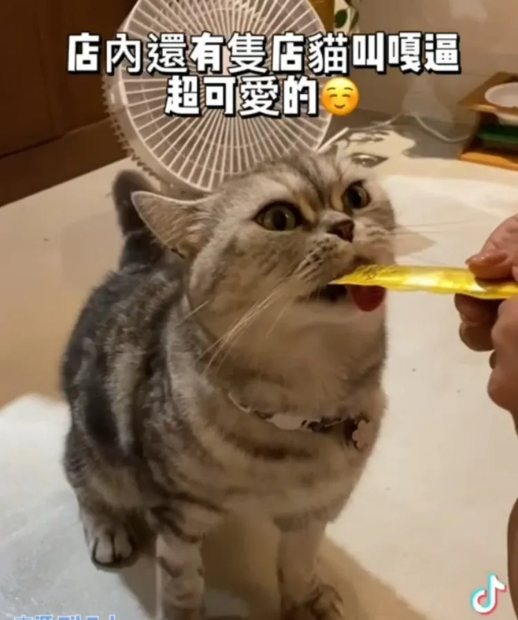 店內日系風格，還有一隻可愛的店貓。TikTok@roseforever1 提供