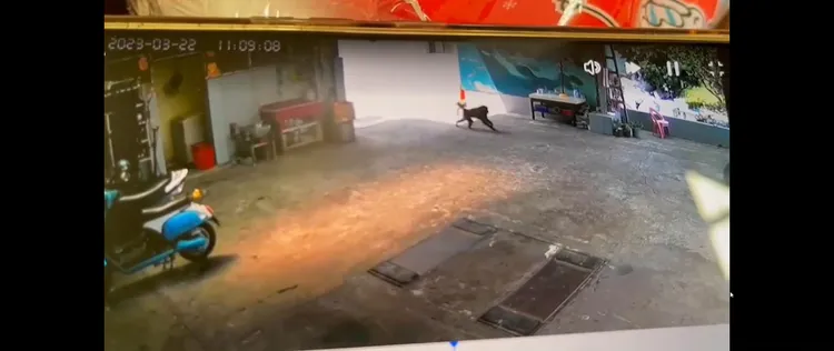 「東非狒狒」從民宅前方狂奔。翻攝自黃志杰臉書