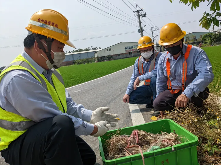 台電人員若發現鳥巢內有蛋或幼鳥，會加以安置或帶回照顧。台電提供