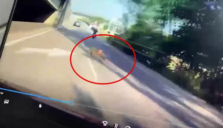 「東非狒狒」從路邊竄出。翻攝自我是中壢人臉書