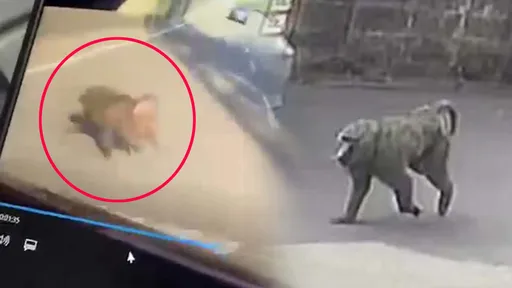 東非狒狒最新身影!路邊竄出2秒奔過馬路 目擊者嚇到尖叫:真的是!