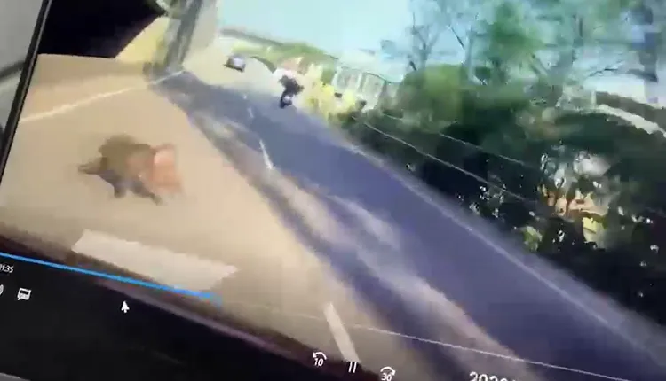 「東非狒狒」動作超快速。翻攝自我是中壢人臉書