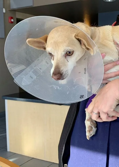 屋主的愛犬受傷送醫。翻攝亞利桑那州狩獵漁業部@azgfdTucson