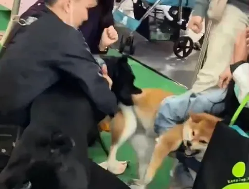 台中寵物展受害柴犬飼主發聲 「對方非比特犬是米克斯」盼勿製造對立