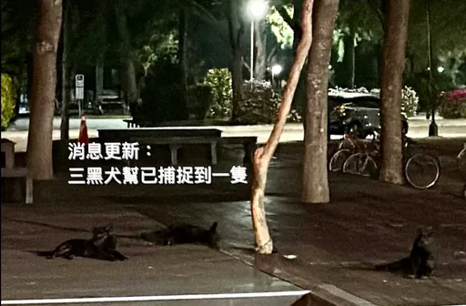 3惡犬橫行女宿舍 清大2學生遭狂咬「整個腳踝都是血」