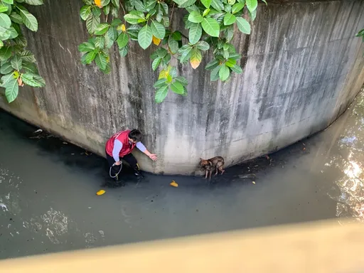 飢餓毛孩受困3樓深大排水圳 動保員繩梯垂降驚險救援