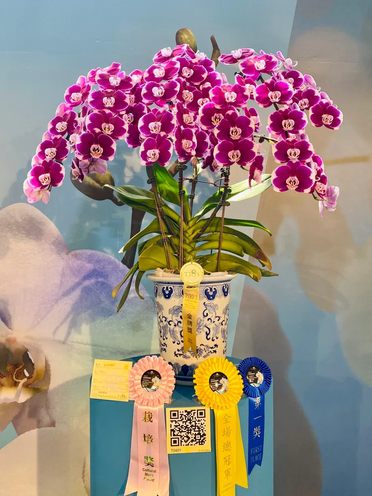 今年大獎花。王志弘攝