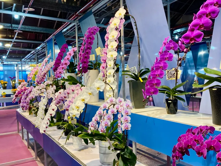 競賽館有數千株不同品種的蘭花。王志弘攝