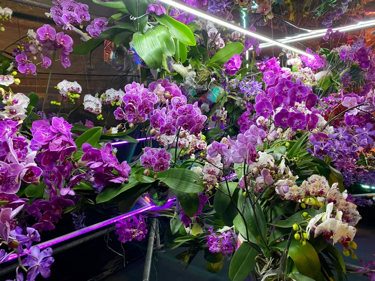 台灣蘭花外銷產值連年創下新高，去年外銷金額高達 62.1億元。王志弘攝