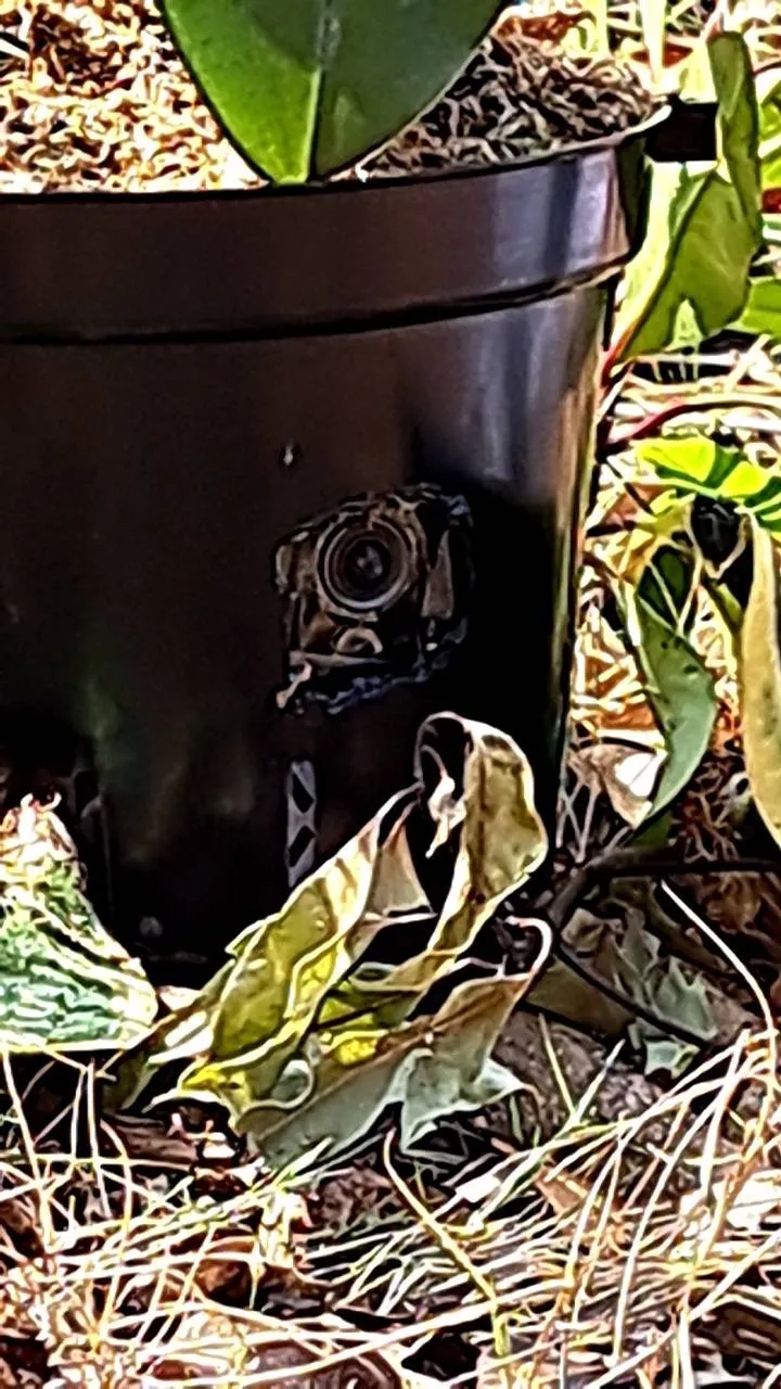 隱藏在花盆裡的監錄器。民進黨提供